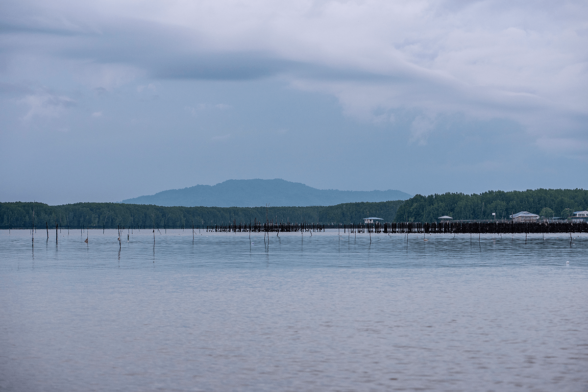 mangrove-cruise-8.png